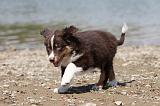 BERGER AUSTRALIEN PUPPIES 123